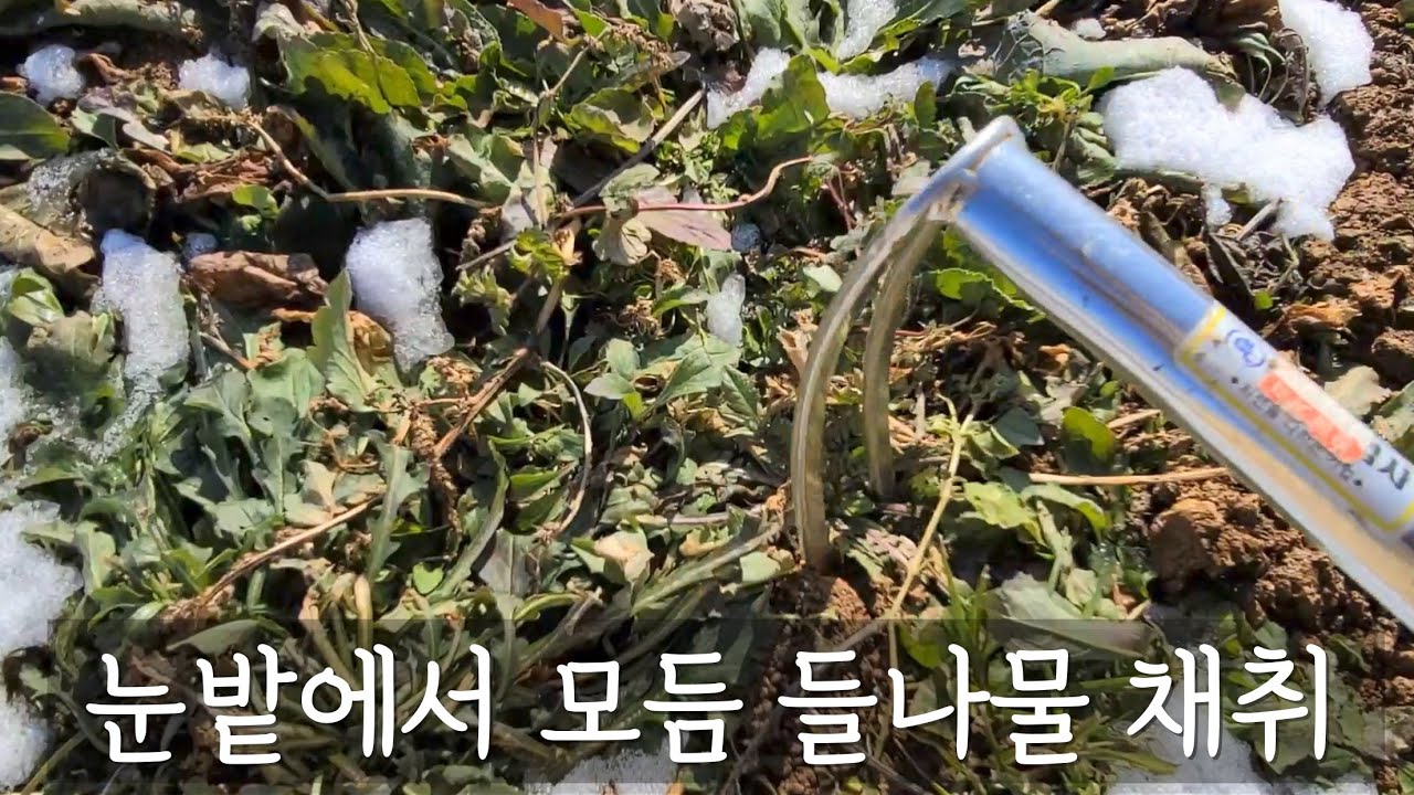 눈이 내렸지만 땅이 안얼었어요 나물캐서 딸들과 행복한 먹방할게요