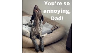 Puppy Talking Back To Dad & Giving Attitude | 6 Month Old German Shorthaired Pointer