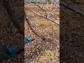 electric pruning shears#satisfying#pruning#shortvideo