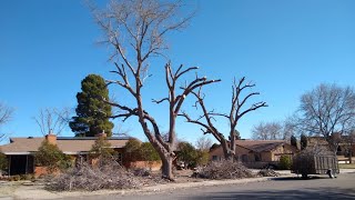 Absolute Tree Service NIGHTMARE 🫢🫠🤦‍♂️ by Alex Catalina 55 views 1 year ago 1 minute, 11 seconds