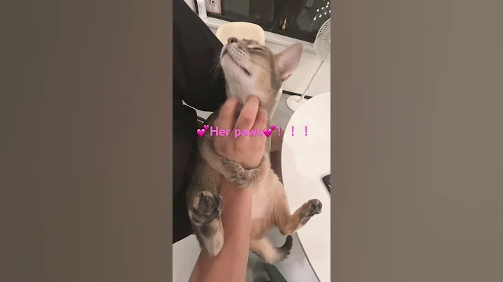 Video 5081551: baby abyssinian cat, cat cute funny pet, scary cat funny, little cat baby