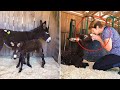 Woman Rescued Baby Donkey From Slaughterhouse, And He Rewarded Her With The Best Gift Ever