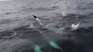 Gannets Diving around The Noss Boat - Shetland