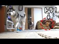 犬達は、こたつでくつろぐトラに気づくのか？Husky and Poodle