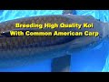Breeding High Quality Koi With Common American Carp
