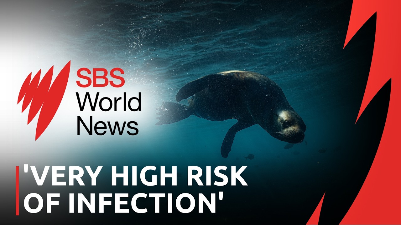 Seal deaths prompt questions about Australia’s bird flu preparedness