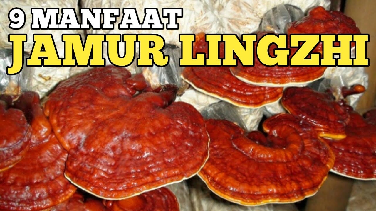 9 Manfaat Jamu Lingzhi Efek Samping Jamur Lingzhi YouTube