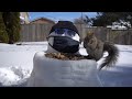 Snowman Squirrel Feeder - 10 Hours - February 25, 2021