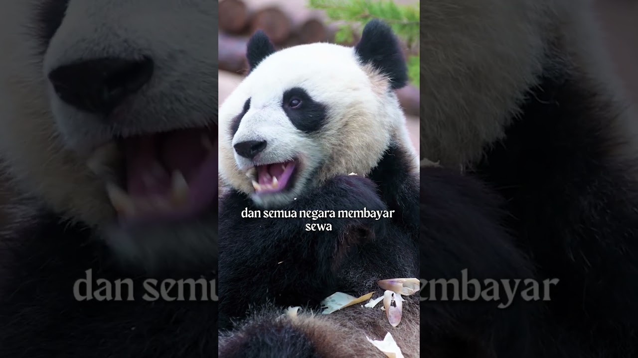 SEMUA PANDA MILIK CHINA