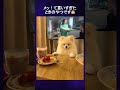 犬の悪い顔選手権開催!可愛い写真で栄養補給!