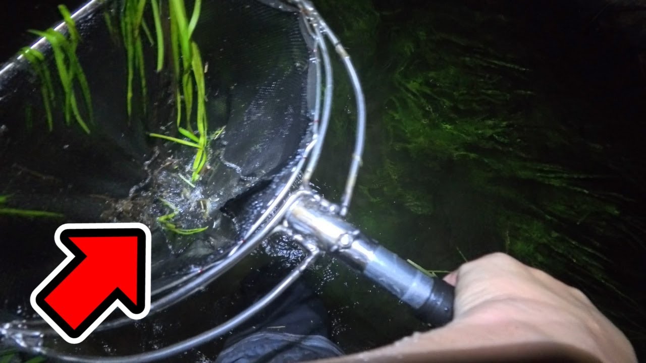 【岐阜県】タナゴを求めてタナゴが大量に居る夜の水路へ行くお話