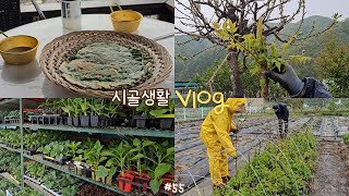 sub) makgeolli with chive pancakes on rainy day☂️, shopping seedlings, harvesting spring vegetables