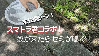 スマトラ君コラボ！未公開シーン！奴が来たらセミが鳴く