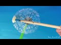 Dandelion Flower Time-lapse Acrylic Painting