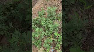 Dahong Mariahilbas S Bisaya S Cebu Gamot S Maraming2 Sakit