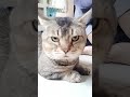Meet the CUTEST Cat Family Members Ever! - 023