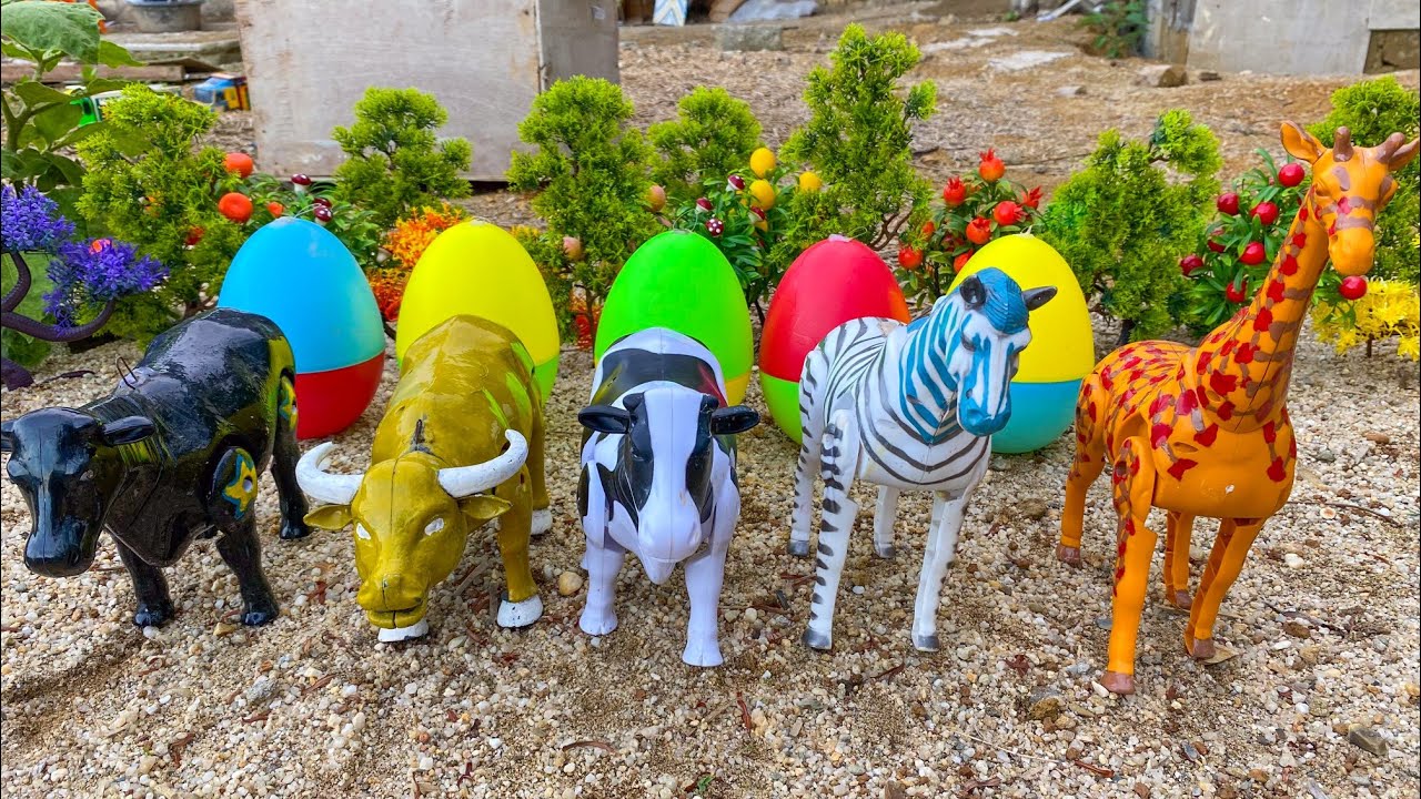 WADIDAU ‼️ PROSES POTONG SAPI KURBAN | Truk Oleng Angkut Sapi Dan Memberi Makan Sapi, Cow Videos