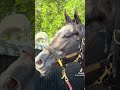 Préparation bon douche #horse #courseshippiques #duo #questcequejedevraischoisir
