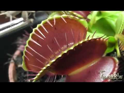 цветы живая картинка онлайн цветы живая картинка
