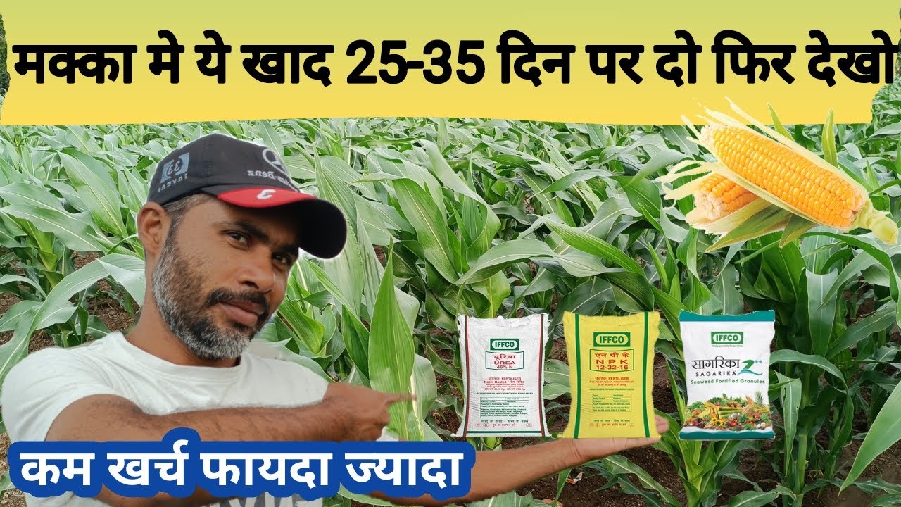 मक्का मे कोनसा खाद डाले | Makka me khad jankari | Makka ki kheti kaise kre | #makkakikheti