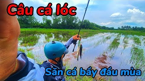 Câu cá lóc đầu mùa lũ 2025  Săn cá bầy bằng nhái hơi và cái kết || Săn Lóc Đồng Nai 