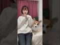 愛犬にドッキリしてみた🐕 #コーギー #tiktoktrend #シルエット