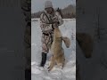 Hunting Coyotes #coyotehunting