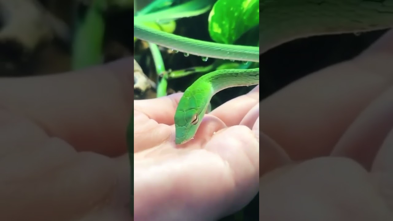 Oriental Whipsnake 💦|| Ahaetulla prasina || 8K 