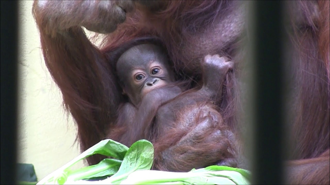 生後57日齢 ボルネオオランウータン レンボーと赤ちゃん １ 円山動物園 4 1 Bornean Orangutan Rembo And Baby Youtube