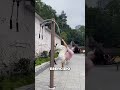 This Is What Parks in China ACTUALLY Look Like 😳 #China, #TravelShorts, #CultureShock, #ViralVideo