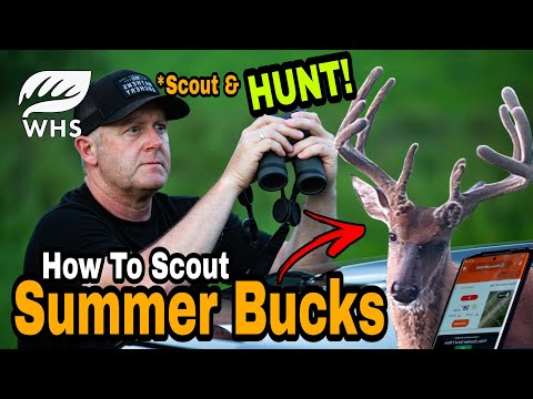 Best Way To Scout Summer Bucks (and HUNT!)