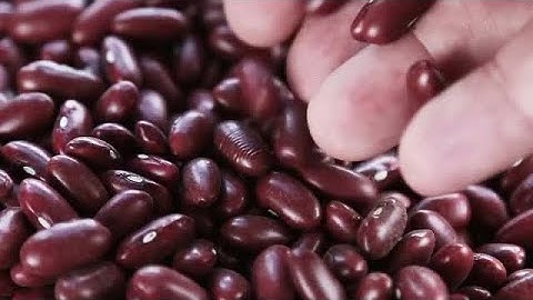 Sorting Red Beans Stock Video