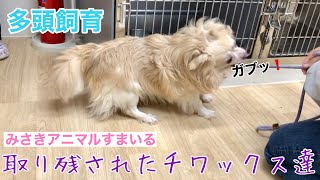 【多頭飼育】取り残されたチワックスたち【去勢&ケア】 by みさきアニマルすまいる 10,470 views 1 year ago 9 minutes, 36 seconds