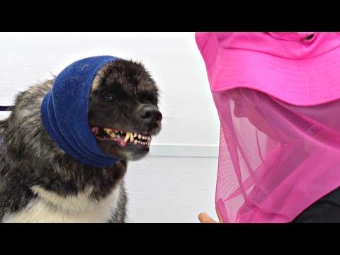 Videó: Javítsd az Akita bőrét és kabátját ezzel az egyszerű egyszerű hackel