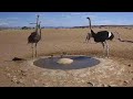 A family of ostriches with their babies came to drink. Namibia. 02/01/2024.