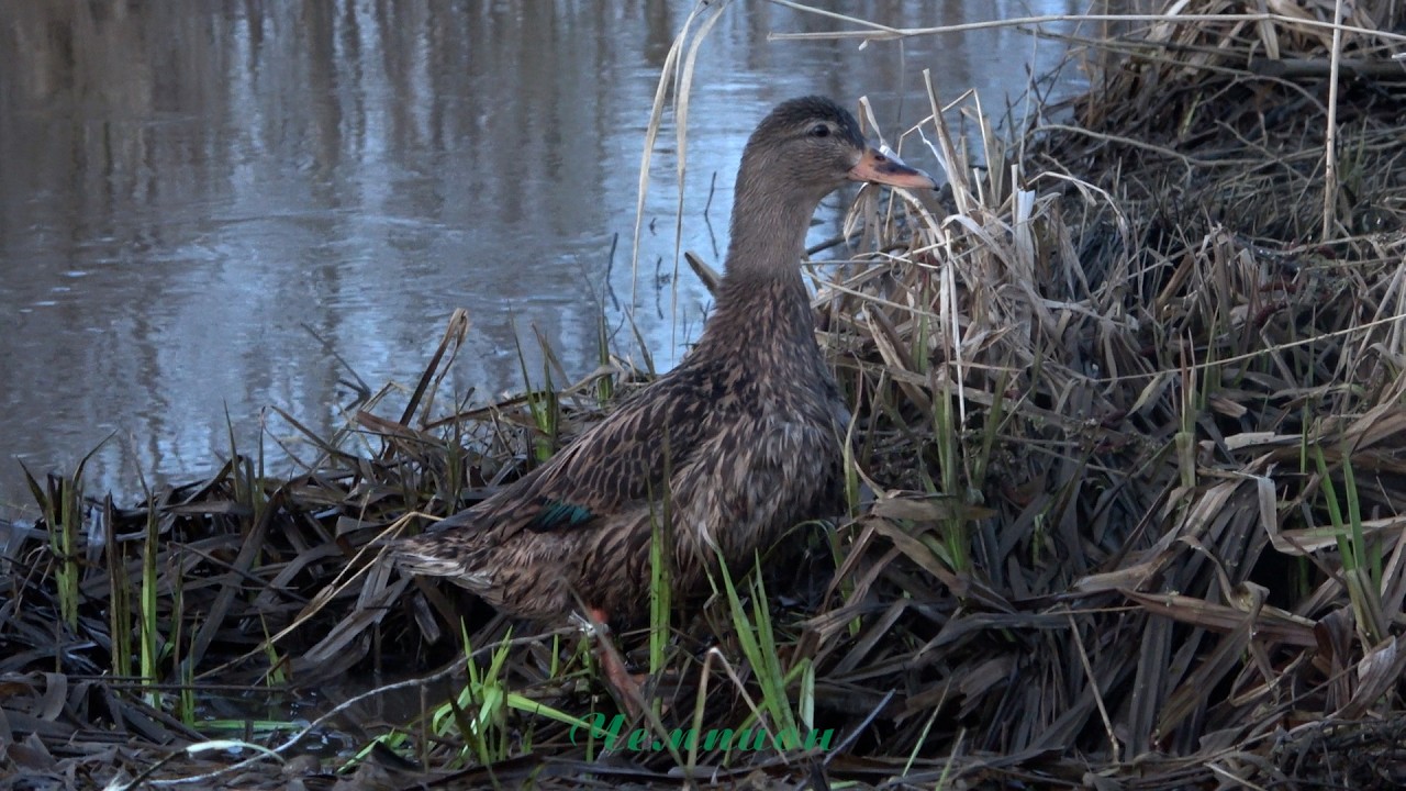 Весенняя охота с подсадной уткой #9 | В гостях у Веры