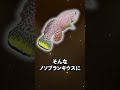 3か月の短命なのに長寿になれそうな魚【ノソブランキウス】