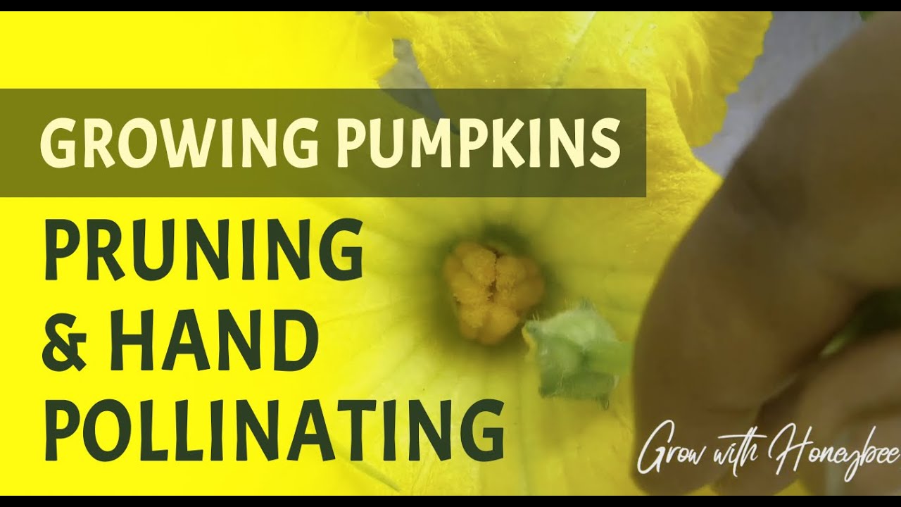 Growing Pumpkins in containers & raised beds Pruning and hand