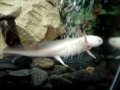 Axolotl bubble treatment