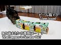 ビール箱×3なねこ。-3 beer boxes and Maru.-