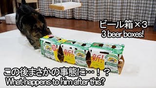ビール箱×3なねこ。-3 beer boxes and Maru.-