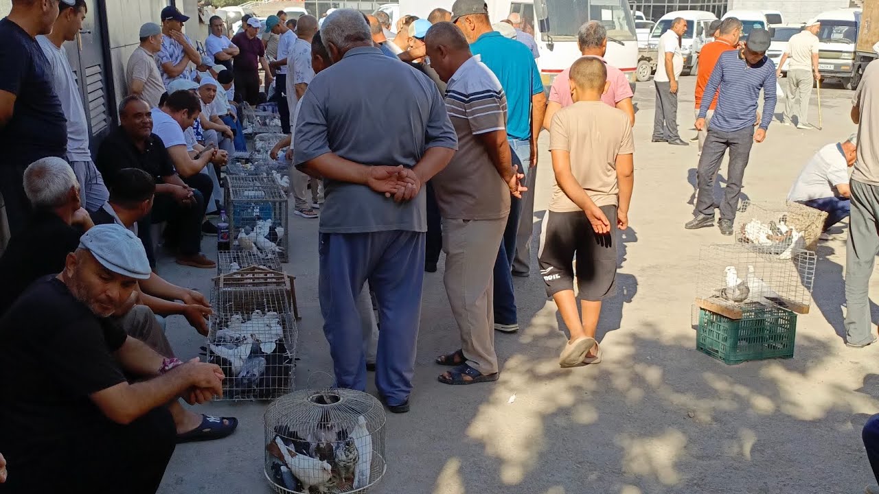 29.06.2025  | Урганч Каптар Бозори, Хураз ва Ит кучук бозори нарх наволари!