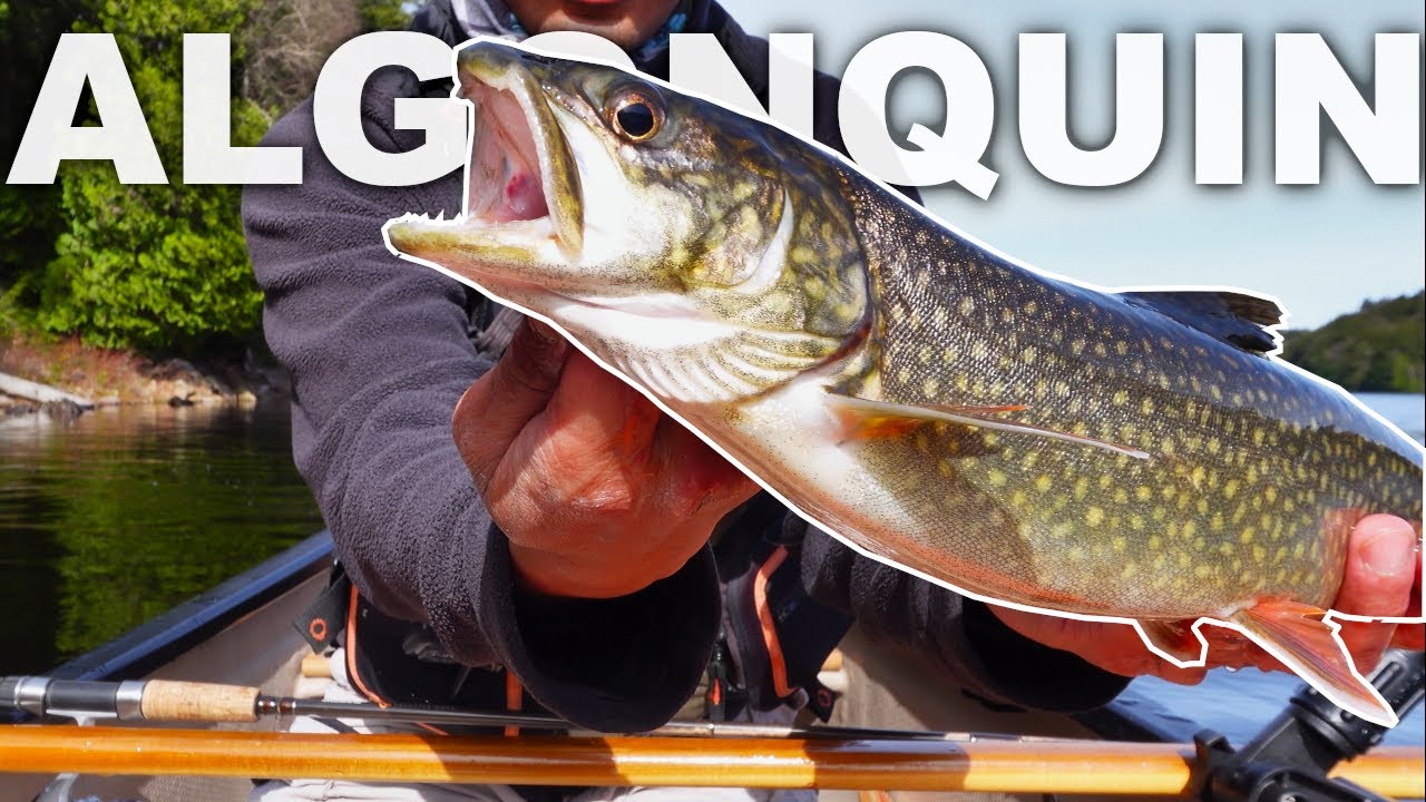 Algonquin Park Backcountry Trout Fishing | Catch and Cook