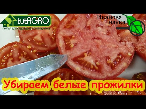 4 причины белых прожилок и невкусных томатов. Убираем все причины сразу!