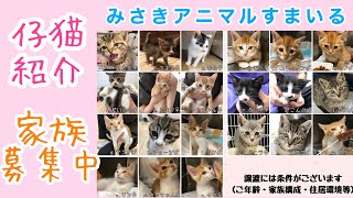 【里親様募集中】保護ラッシュ中の仔猫にゃんを一人ずつ紹介しちゃいます！！ by みさきアニマルすまいる 1,585 views 1 year ago 5 minutes, 59 seconds