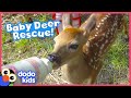 Lost Baby Deer Asks People To Rescue Her | Animal Videos For Kids | Dodo Kids