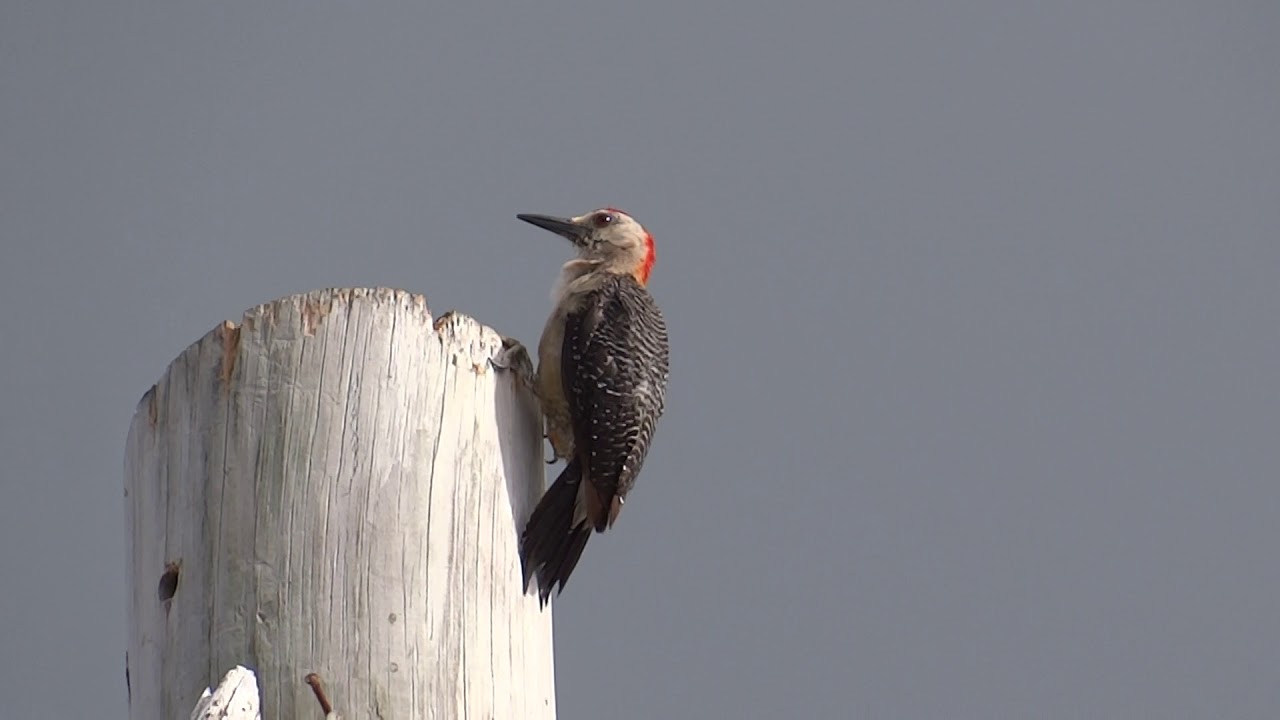 Melanerpes aurifrons - Golden-fronted Woodpecker 