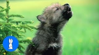 Baby Wolf Pups Howling  CUTEST Compilation