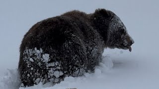 Alaska Coastal Brown Bears by ComeTravelWithUs 1,830 views 2 months ago 2 minutes, 4 seconds