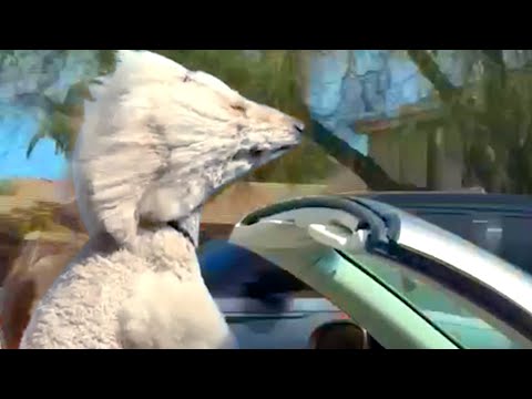 Poodle Sticks Head Out Of Convertible | Funny Pet Videos